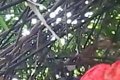 Vilupuram tamil college girl sucking her beau cock in forest